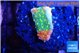 Montipora graphted sunfire 2 cm WYSIWYG acclimaté
