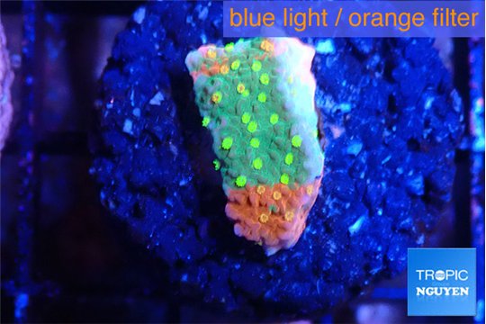 Montipora graphted sunfire 2 cm WYSIWYG acclimaté