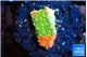 Montipora graphted sunfire 2 cm WYSIWYG acclimaté
