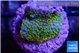 Montipora rainbow 2-3 cm WYSIWYG acclimaté