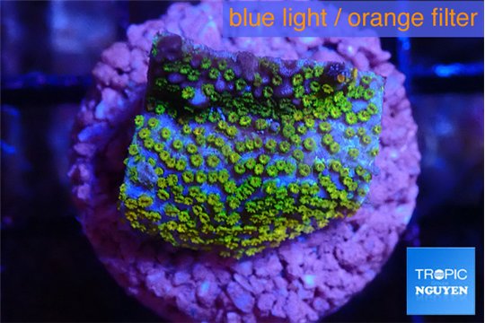 Montipora rainbow 2-3 cm WYSIWYG acclimaté