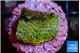 Montipora rainbow 2-3 cm WYSIWYG acclimaté