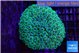 Galaxea neon green 5-7 cm WYSIWYG acclimaté