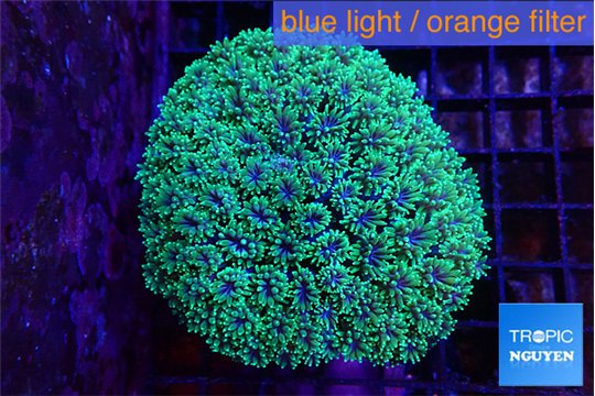 Galaxea neon green 5-7 cm WYSIWYG acclimaté