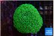 Galaxea neon green 5-7 cm WYSIWYG acclimaté