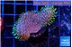 Sarcophython full neon green polyps Australia 4-5 cm WYSIWYG acclimaté