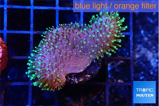 Sarcophython full neon green polyps Australia 4-5 cm WYSIWYG acclimaté