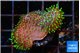 Sarcophython full neon green polyps Australia 4-5 cm WYSIWYG acclimaté