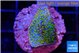 Montipora rainbow 2-3 cm WYSIWYG acclimaté