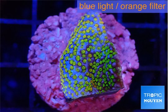 Montipora rainbow 2-3 cm WYSIWYG acclimaté