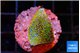 Montipora rainbow 2-3 cm WYSIWYG acclimaté