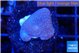Sarcophython full neon green polyps Australia 2-3 cm WYSIWYG acclimaté