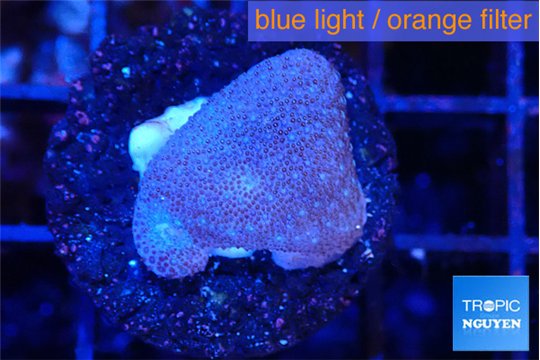Sarcophython full neon green polyps Australia 2-3 cm WYSIWYG acclimaté