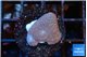 Sarcophython full neon green polyps Australia 2-3 cm WYSIWYG acclimaté