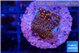Montipora fruity 2 cm WYSIWYG acclimaté