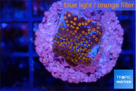 Montipora fruity 2 cm WYSIWYG acclimaté