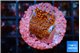 Montipora fruity 2 cm WYSIWYG acclimaté