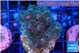 Pocillopora damicornis green & pink tip 4-6 cm WYSIWYG acclimaté