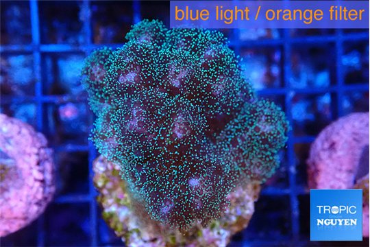 Pocillopora damicornis green & pink tip 4-6 cm WYSIWYG acclimaté
