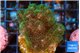 Pocillopora damicornis green & pink tip 4-6 cm WYSIWYG acclimaté