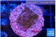 Montipora fruity 2 cm WYSIWYG acclimaté
