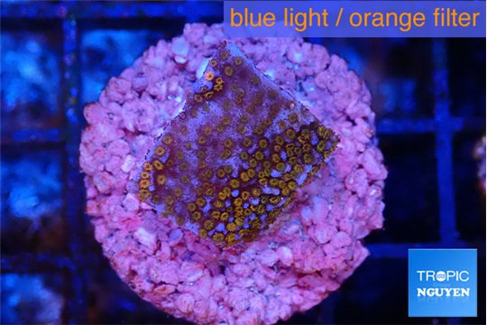 Montipora fruity 2 cm WYSIWYG acclimaté