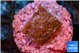 Montipora fruity 2 cm WYSIWYG acclimaté