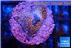Montipora superman 2 cm WYSIWYG acclimaté