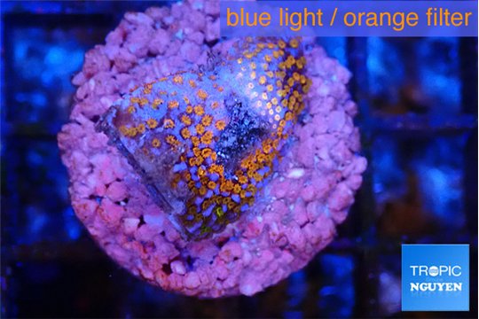 Montipora superman 2 cm WYSIWYG acclimaté