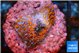 Montipora superman 2 cm WYSIWYG acclimaté