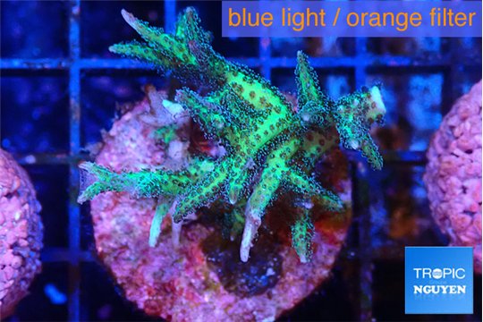Seriatopora golden green 3-4cm WYSIWYG acclimaté