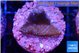 Montipora fruity 2 cm WYSIWYG acclimaté