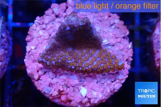 Montipora fruity 2 cm WYSIWYG acclimaté