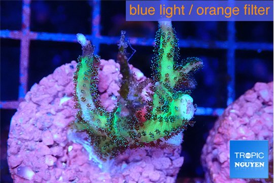 Seriatopora golden green 2 cm WYSIWYG acclimaté