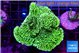 Montipora lucky charmz 5-6 cm WYSIWYG acclimaté