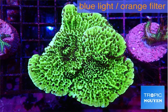 Montipora lucky charmz 5-6 cm WYSIWYG acclimaté