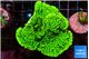 Montipora lucky charmz 5-6 cm WYSIWYG acclimaté