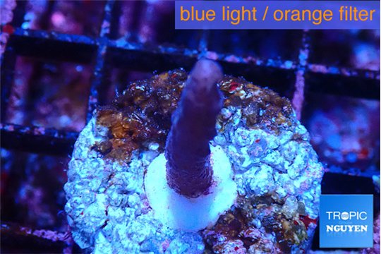 Acropora purple 2-4 cm WYSIWYG acclimaté