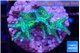 Seriatopora golden green 2-3 cm WYSIWYG acclimaté