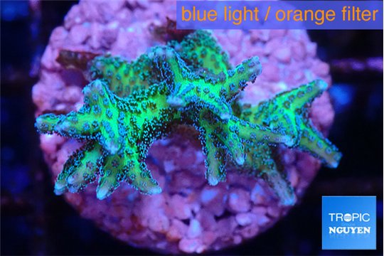 Seriatopora golden green 2-3 cm WYSIWYG acclimaté
