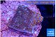 Montipora fruity 2 cm WYSIWYG acclimaté