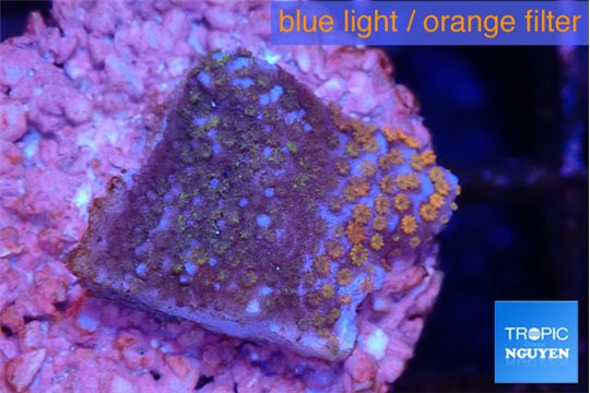 Montipora fruity 2 cm WYSIWYG acclimaté