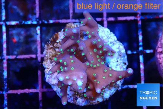 Acropora carduus green polyps deep water 2-3 cm WYSIWYG acclimaté