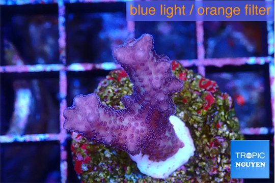Seritopora pink purple Fijii 2-3 cm WYSIWYG acclimaté