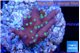 Acropora carduus green polyps deep water 2-3 cm WYSIWYG acclimaté