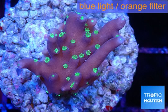Acropora carduus green polyps deep water 2-3 cm WYSIWYG acclimaté