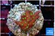 Acropora carduus green polyps deep water 2-3 cm WYSIWYG acclimaté