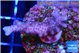 Seritopora pink purple Fijii 2-3 cm WYSIWYG acclimaté