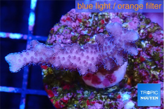 Seritopora pink purple Fijii 2-3 cm WYSIWYG acclimaté