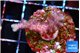 Seritopora pink purple Fijii 2-3 cm WYSIWYG acclimaté